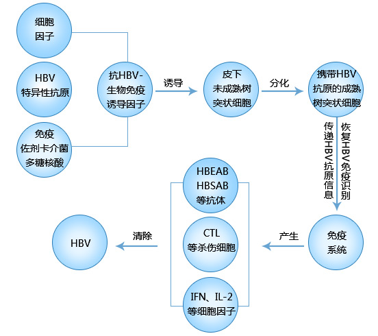 抗HBV-免疫诱导疗法
